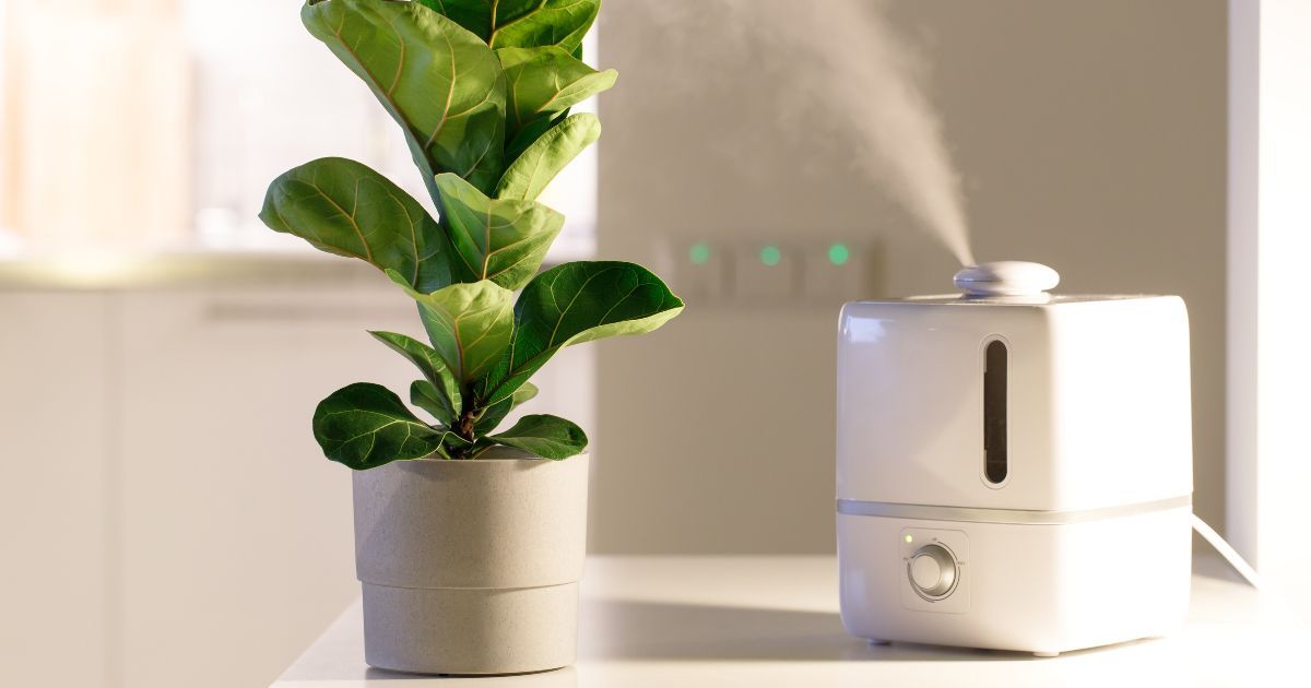 combatting low humidity with a humidifier